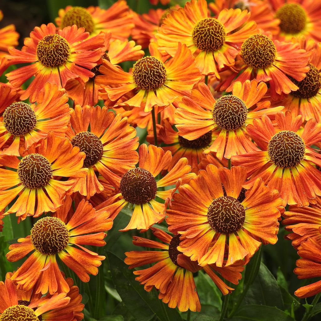 Helenium autumnale Short and Sassy