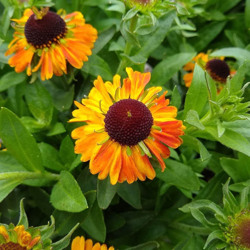 Helenium autumnale Short and Sassy