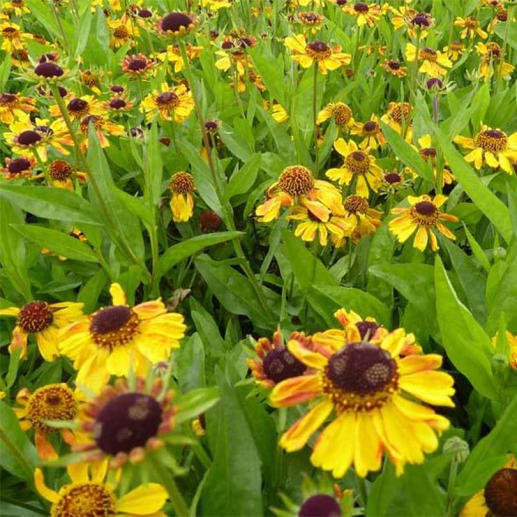 Helenium Wyndley