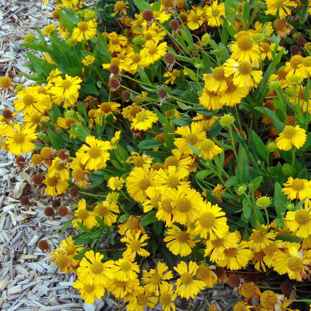 Helenium Pumilum Magnificum
