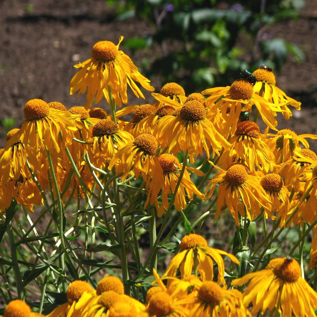 Helenium hoopesii - Sneezeweed