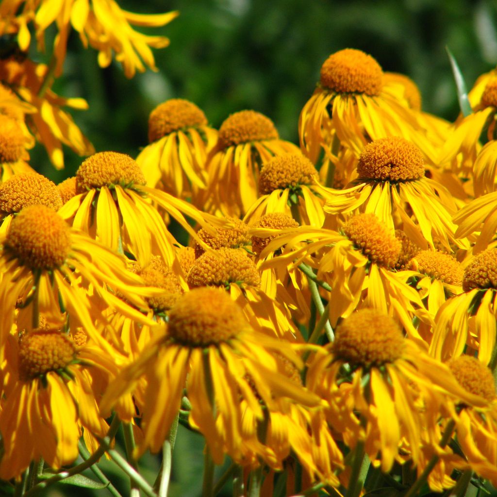 Helenium hoopesii - Sneezeweed