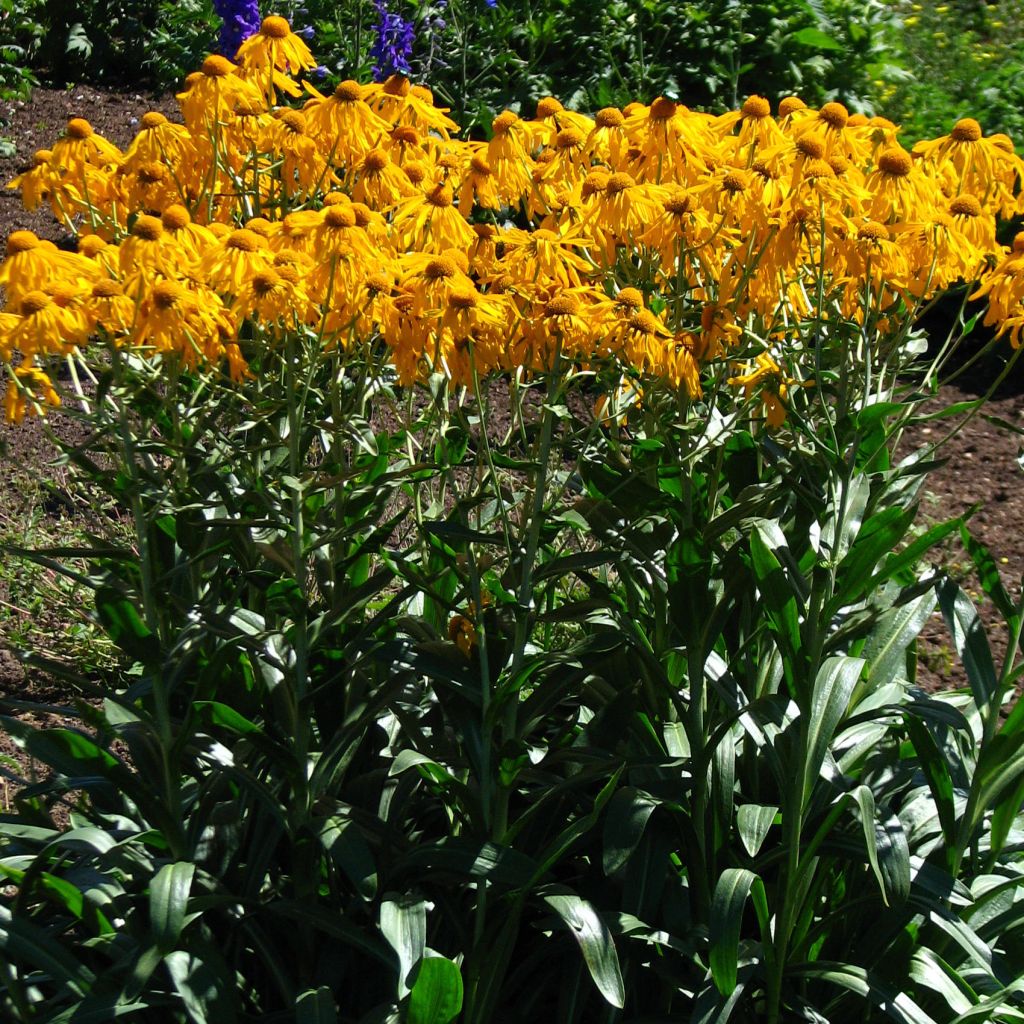 Helenium hoopesii - Sneezeweed