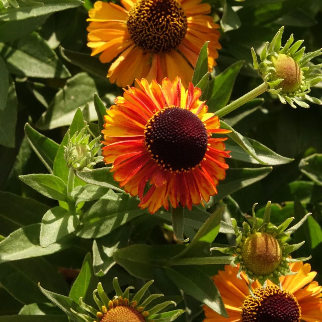 Helenium autumnale Short and Sassy