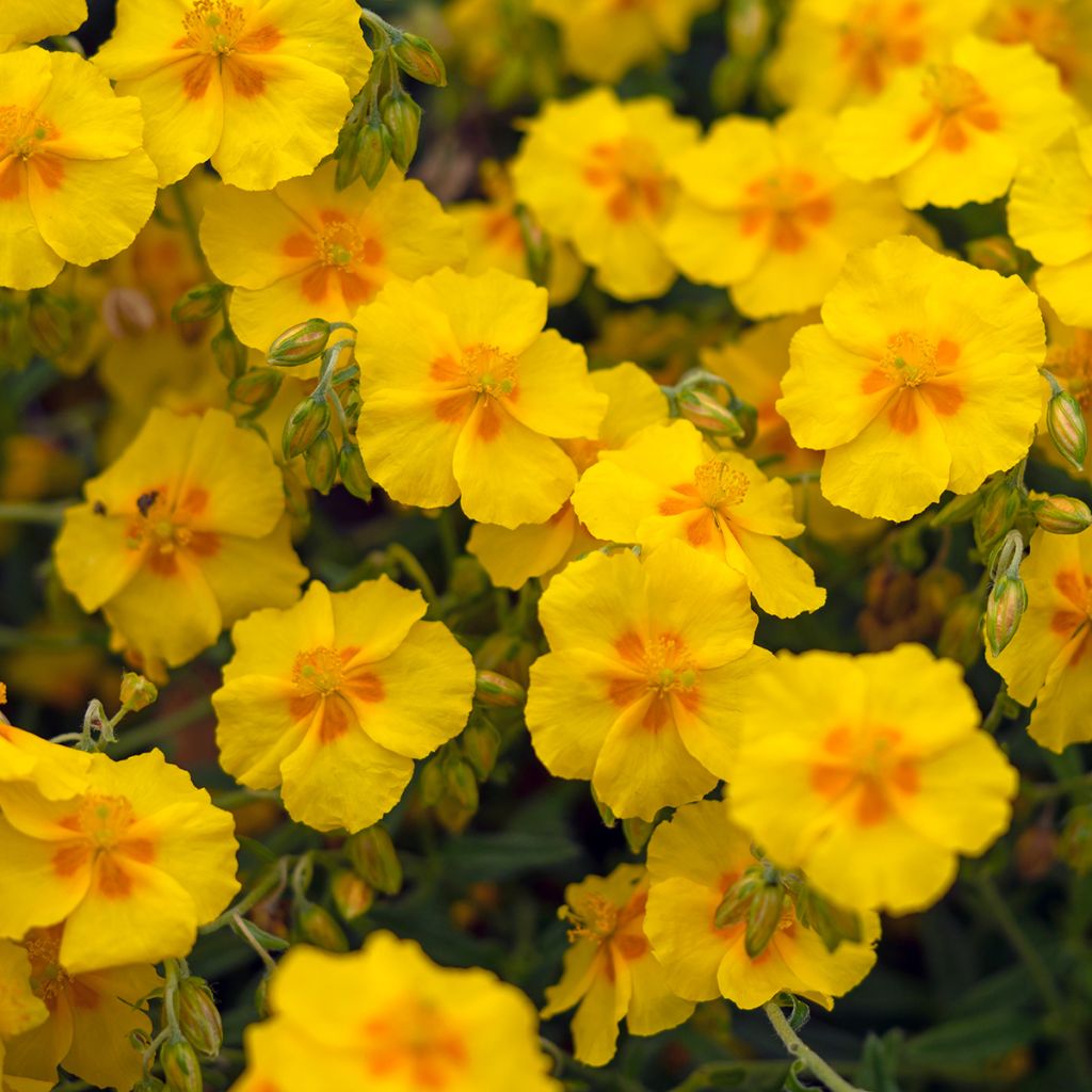 Helianthemum Ben Fhada - Rock Rose