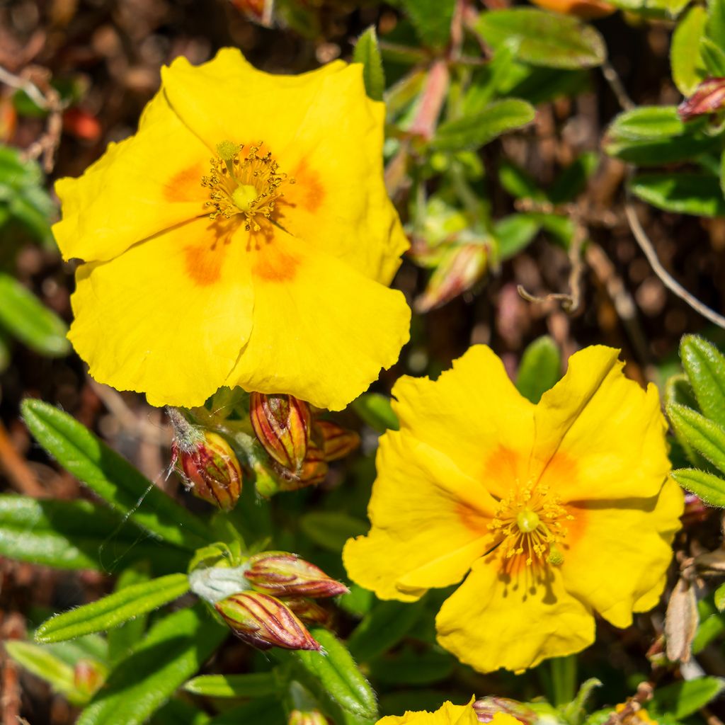 Helianthemum Ben Fhada - Rock Rose