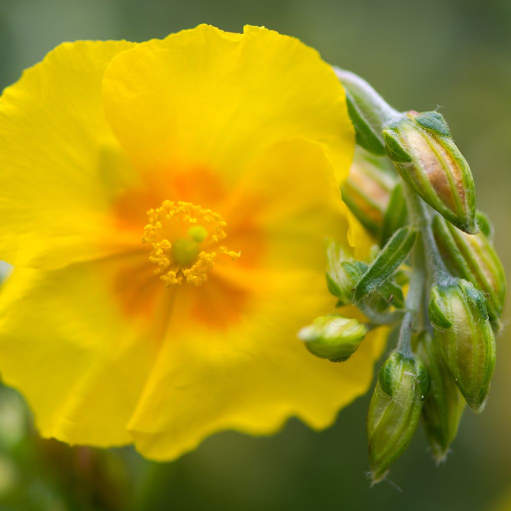 Helianthemum Ben Fhada - Rock Rose