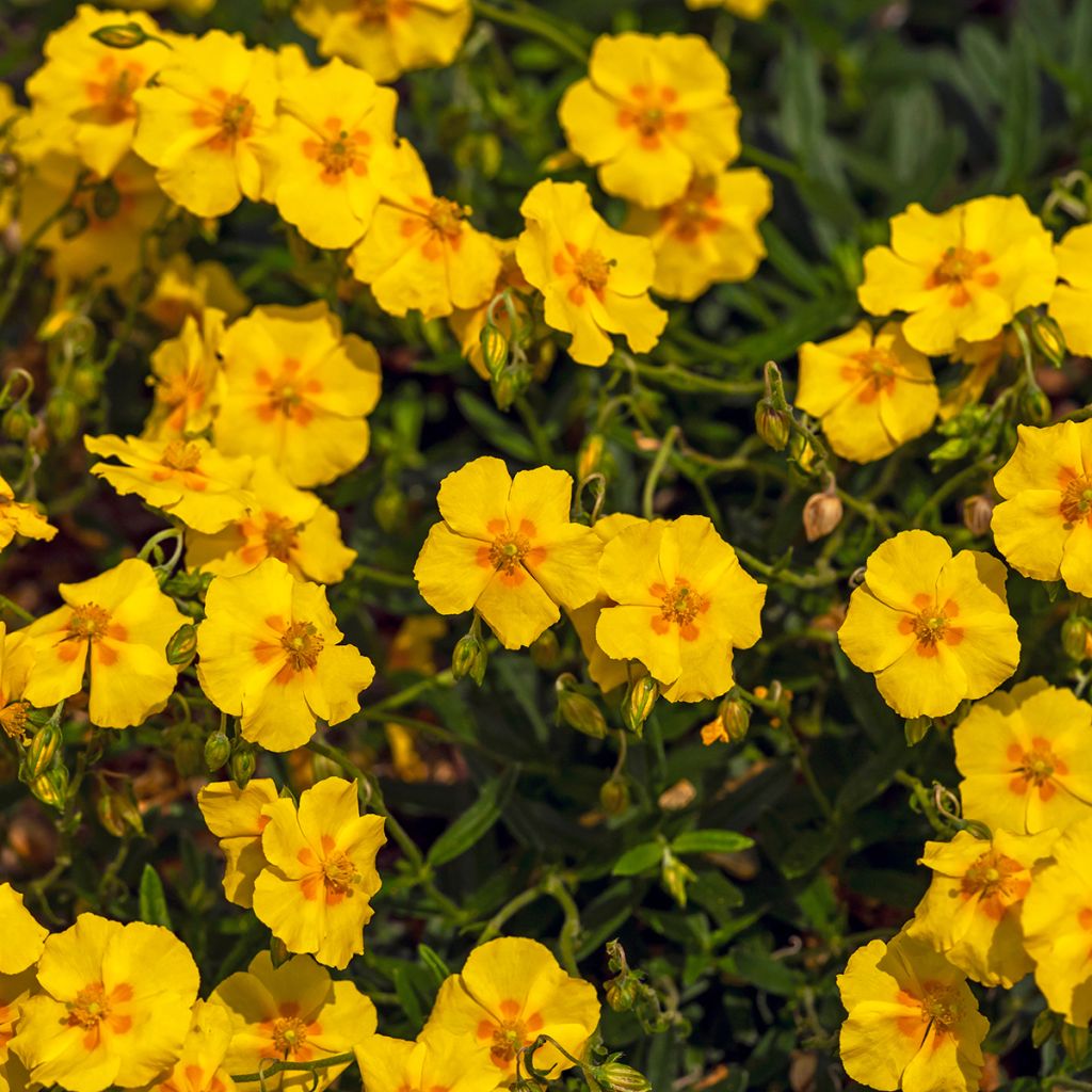 Helianthemum Ben Fhada - Rock Rose