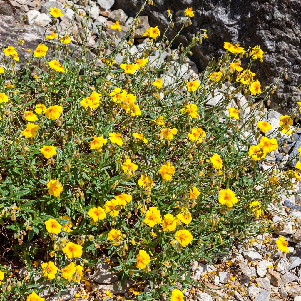 Helianthemum Ben Fhada - Rock Rose