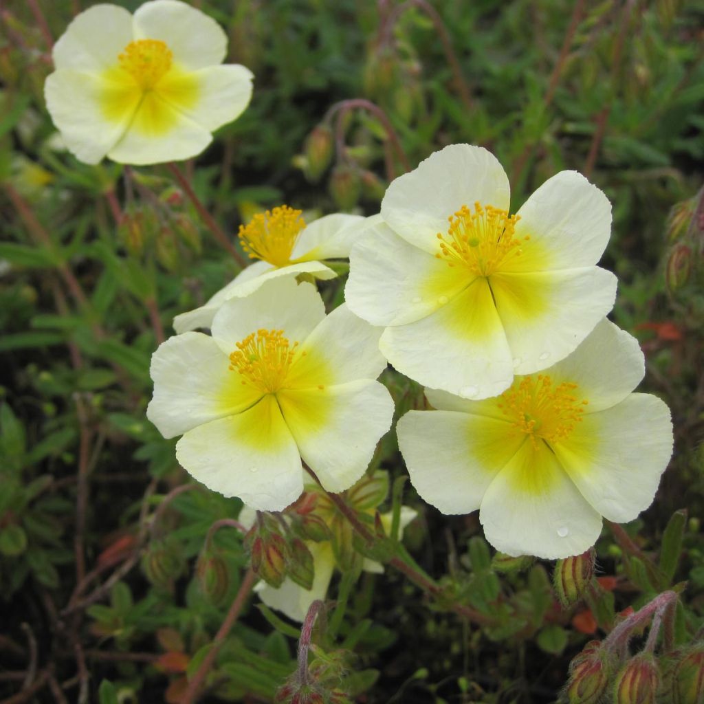 Helianthemum Elfenbeinglanz - Rock Rose