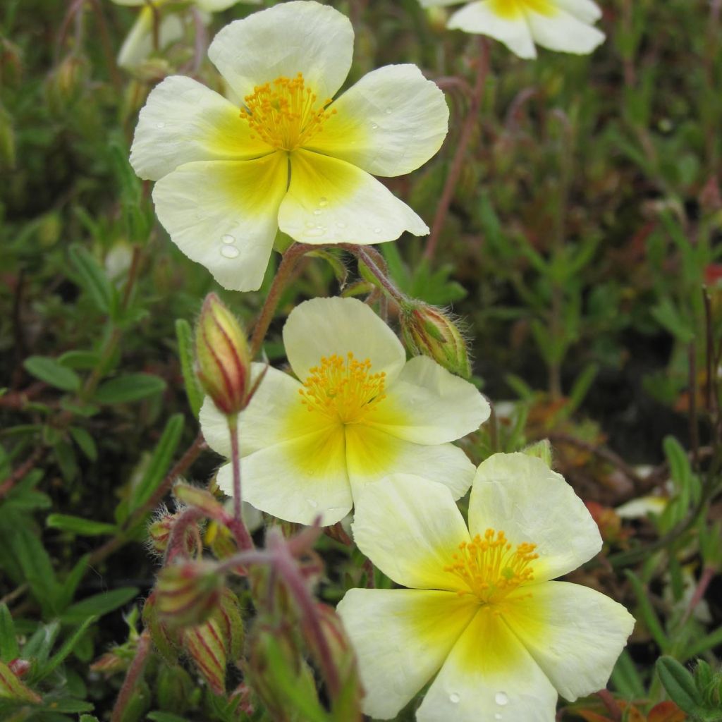 Helianthemum Elfenbeinglanz - Rock Rose