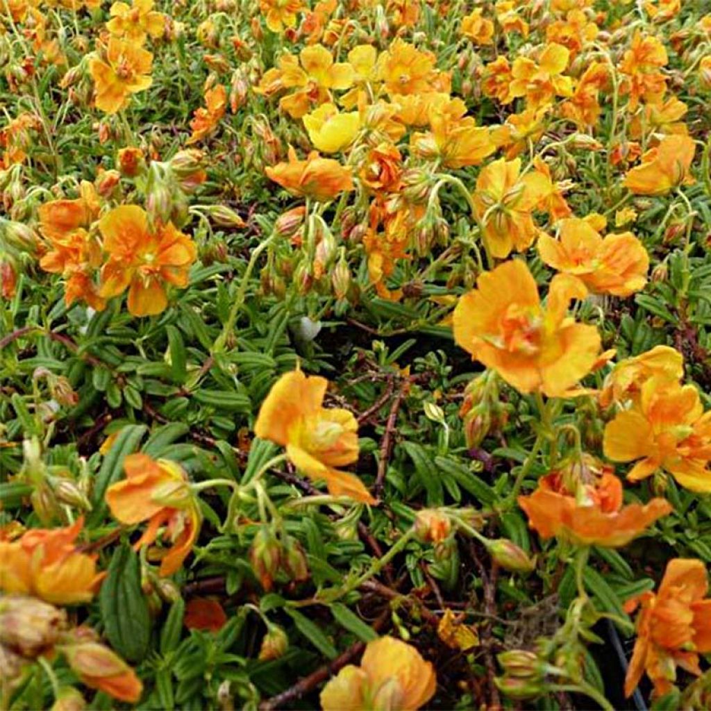 Helianthemum Orange Double - Rock Rose