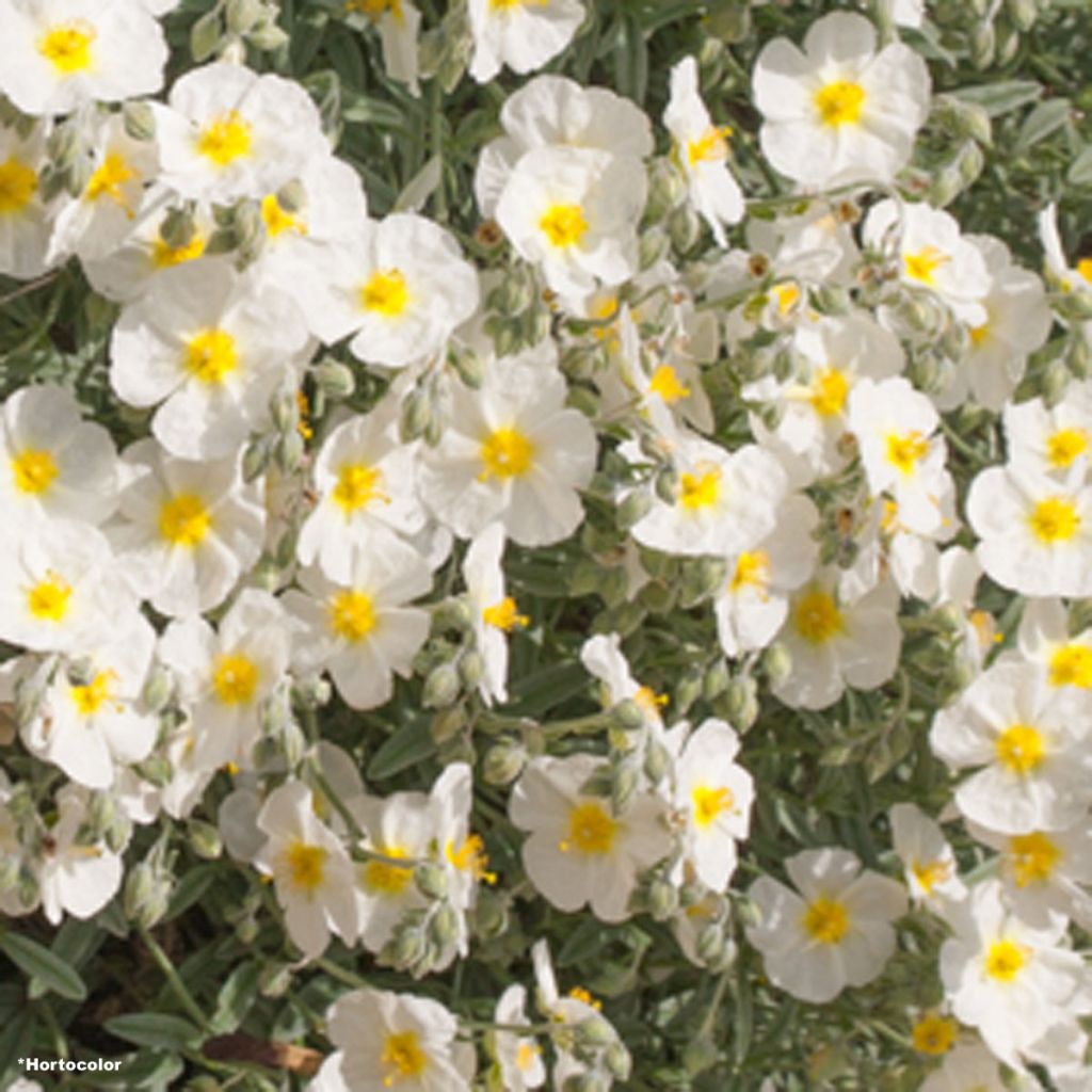 Helianthemum The Bride - Rock Rose