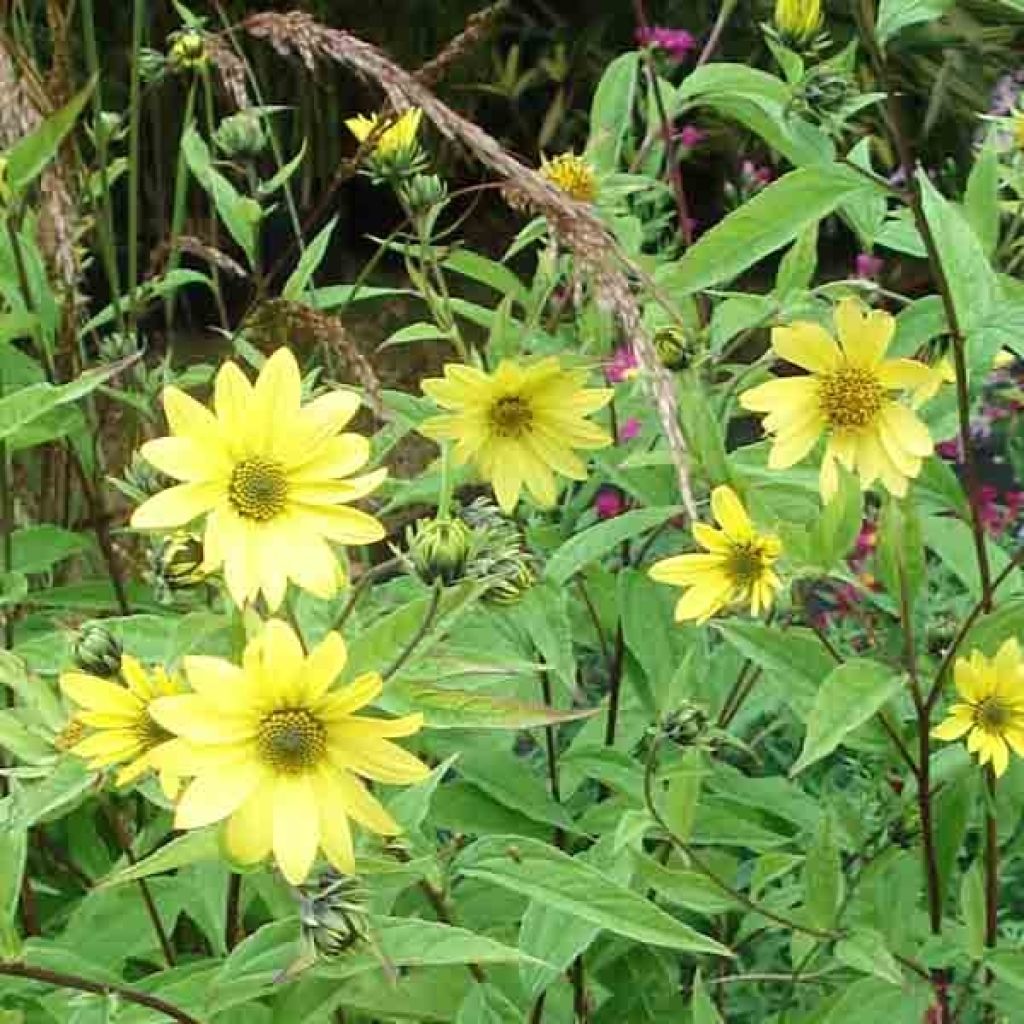 Helianthus Lemon Queen