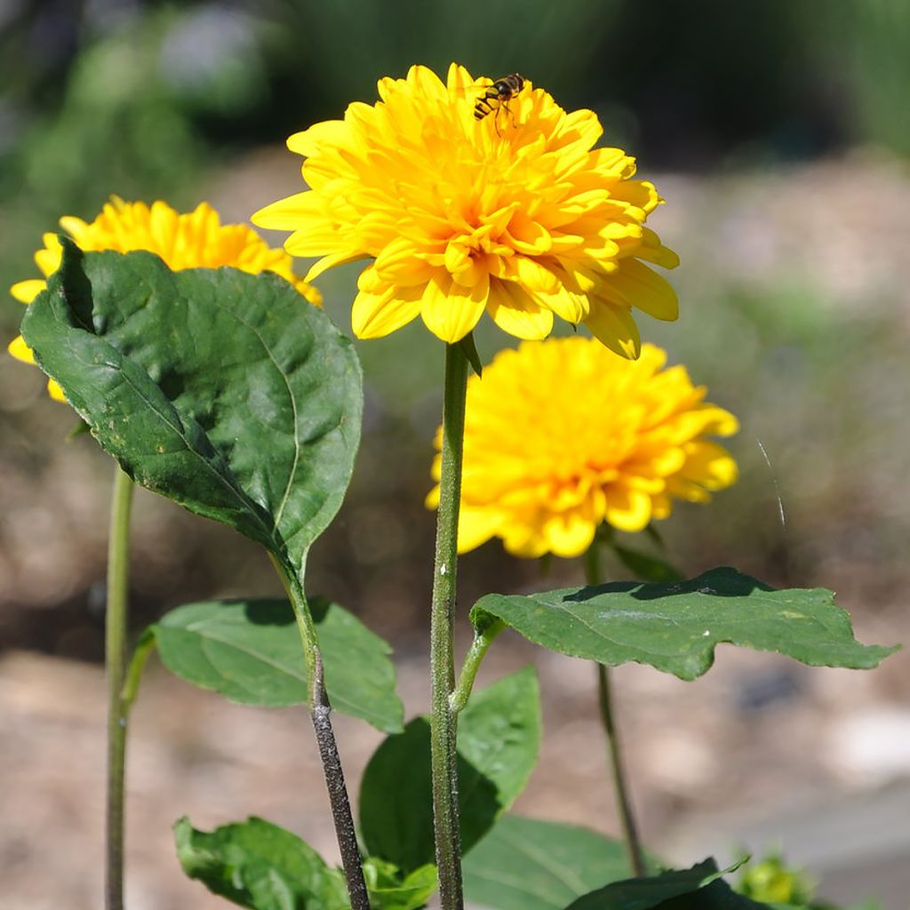 Helianthus multiflorus x decapetalus 'Sunshine Daydream'