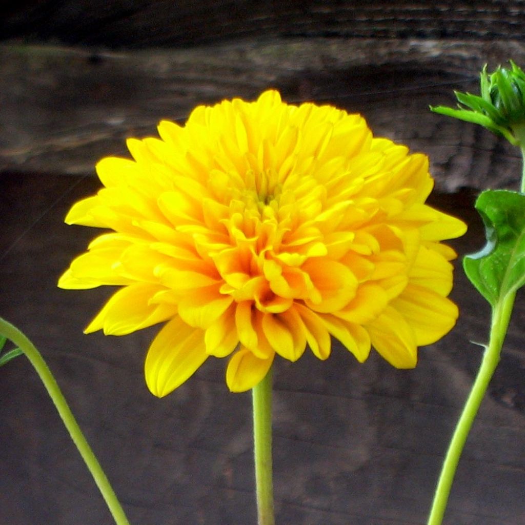 Helianthus decapetalus Soleil d'Or