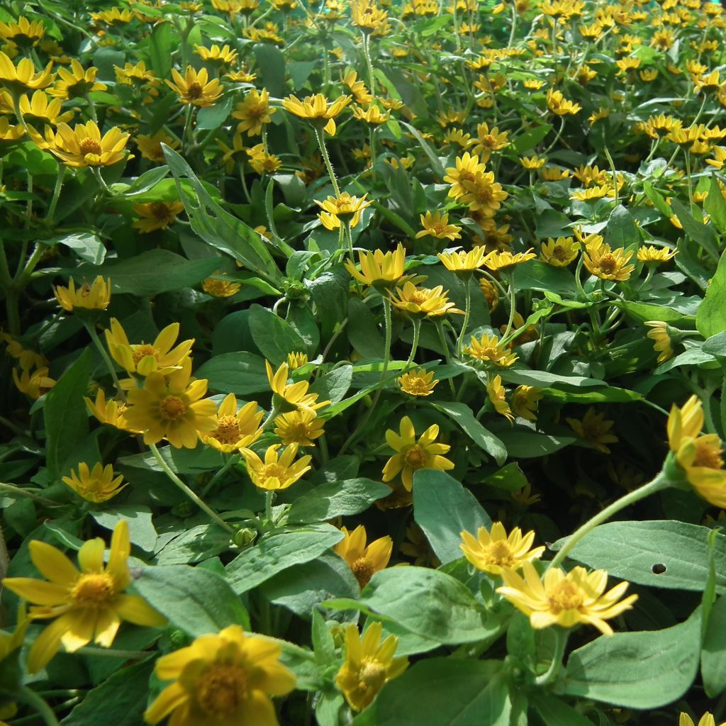 Helianthus microcephalus