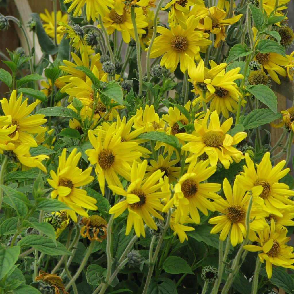 Helianthus mollis