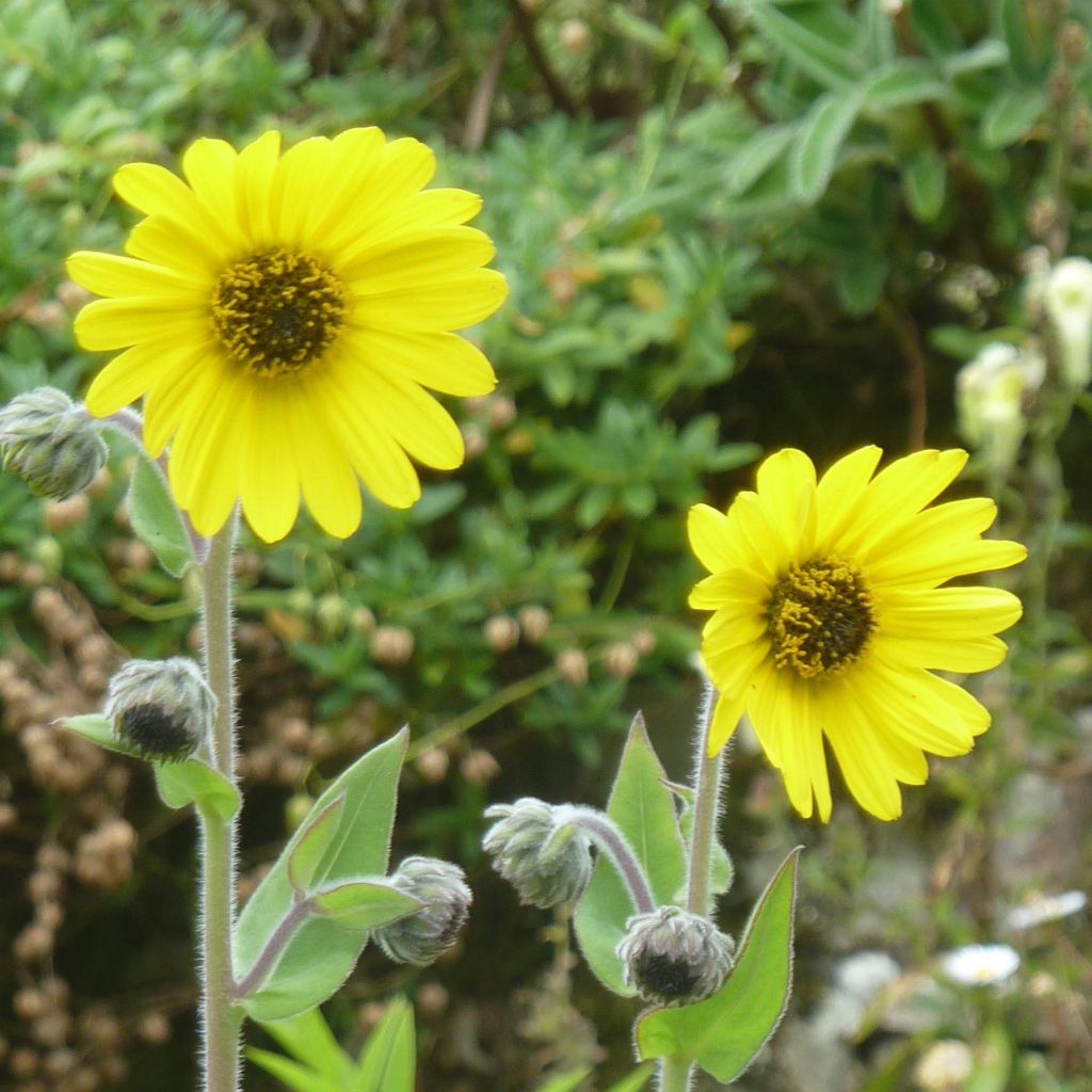 Helianthus mollis