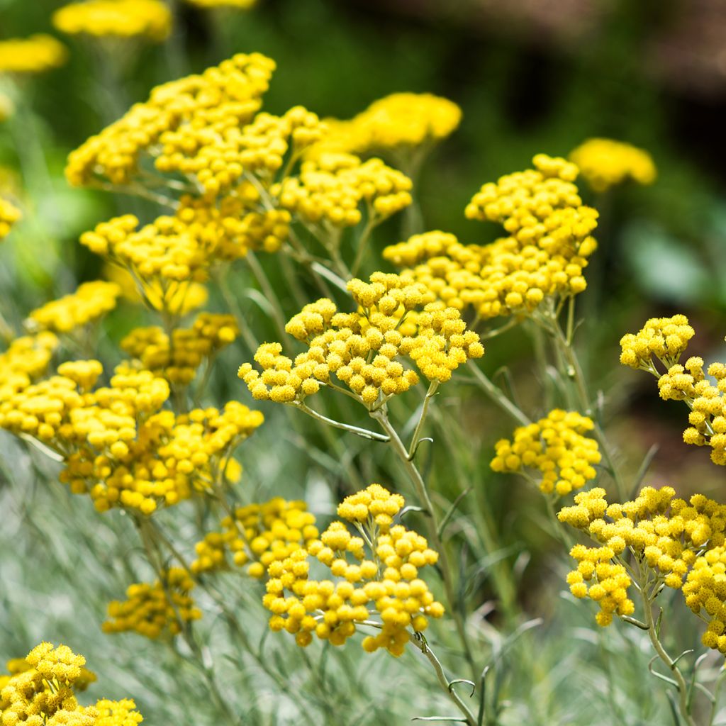 Helichrysum italicum