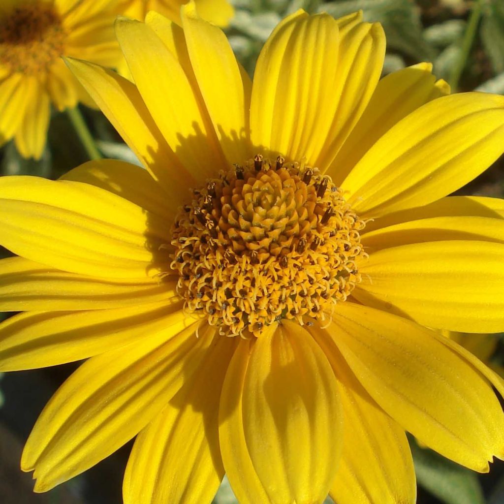 Heliopsis helianthoïdes Loraine Sunshine