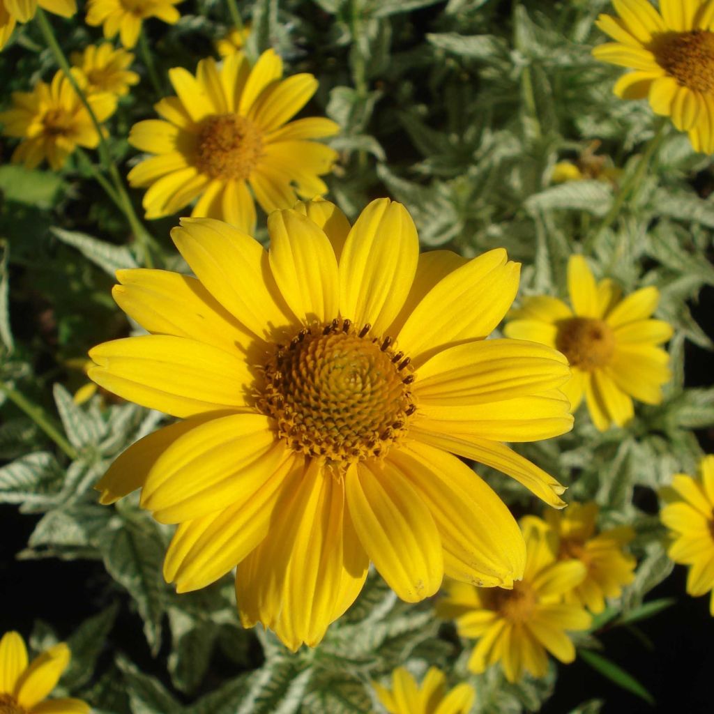 Heliopsis helianthoïdes Loraine Sunshine