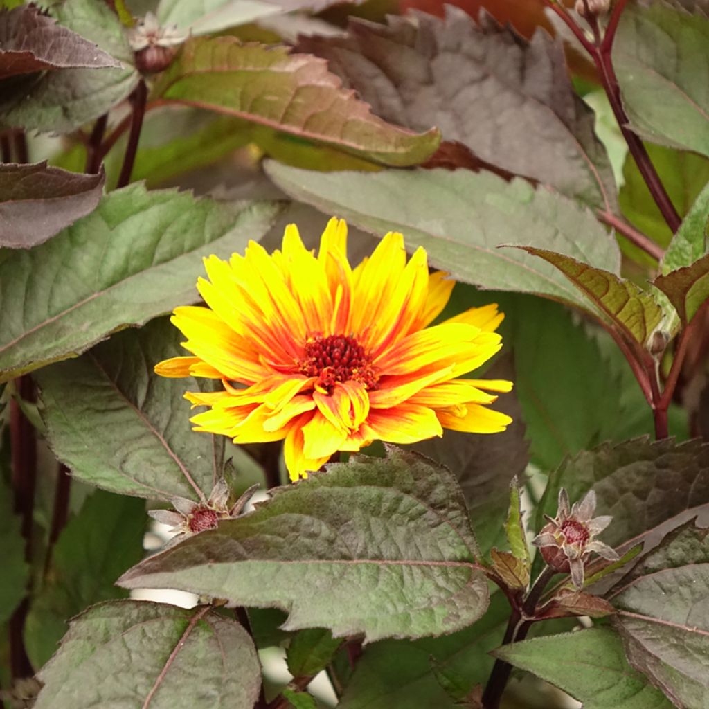 Heliopsis helianthoides var. scabra 'Funky Spinner'®