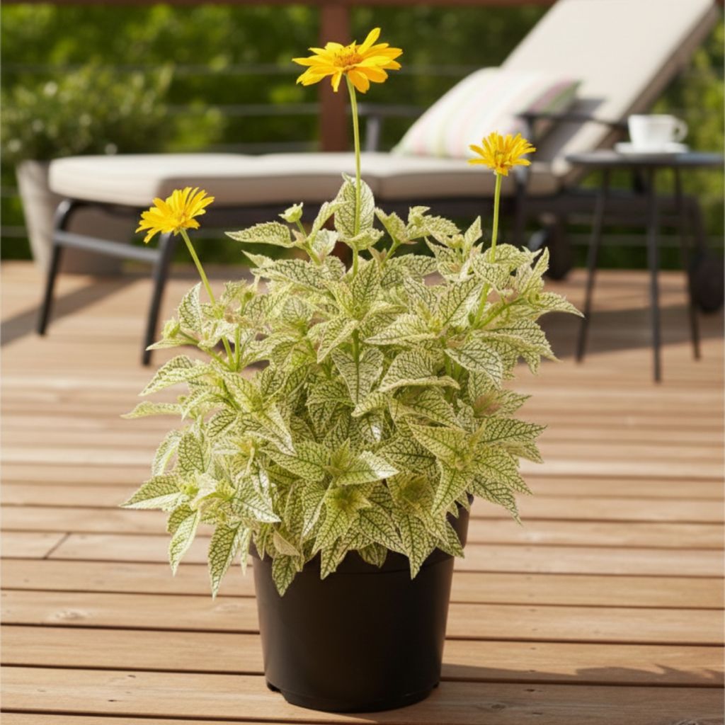 Heliopsis helianthoides Solar Flare - False sunflower