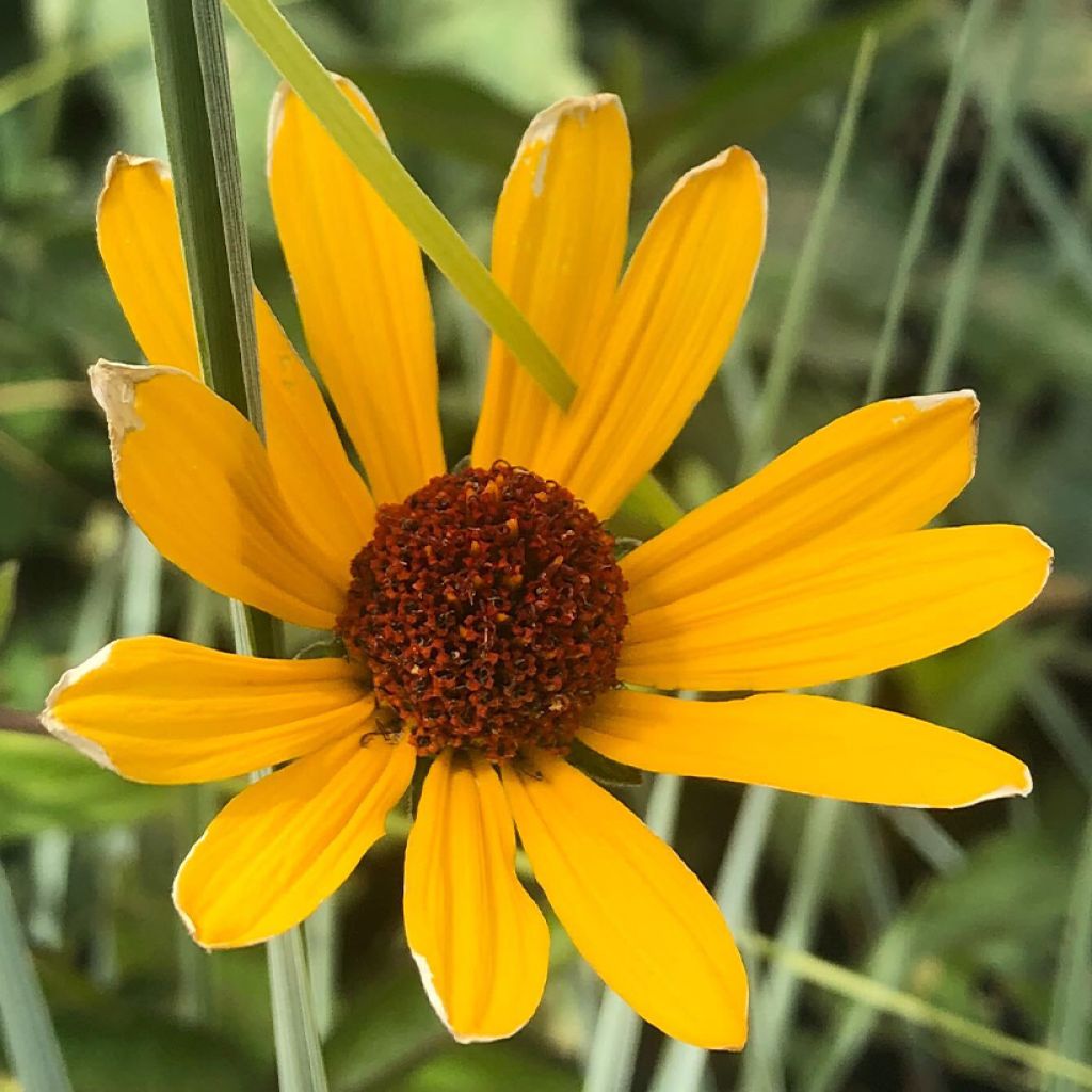 Heliopsis helianthoides var. scabra Summer Nights