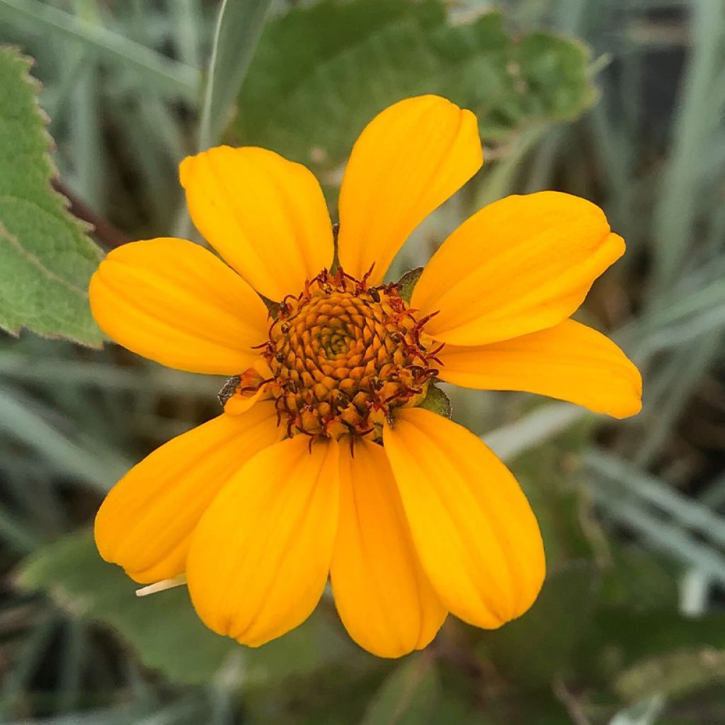 Heliopsis helianthoides var. scabra Summer Nights