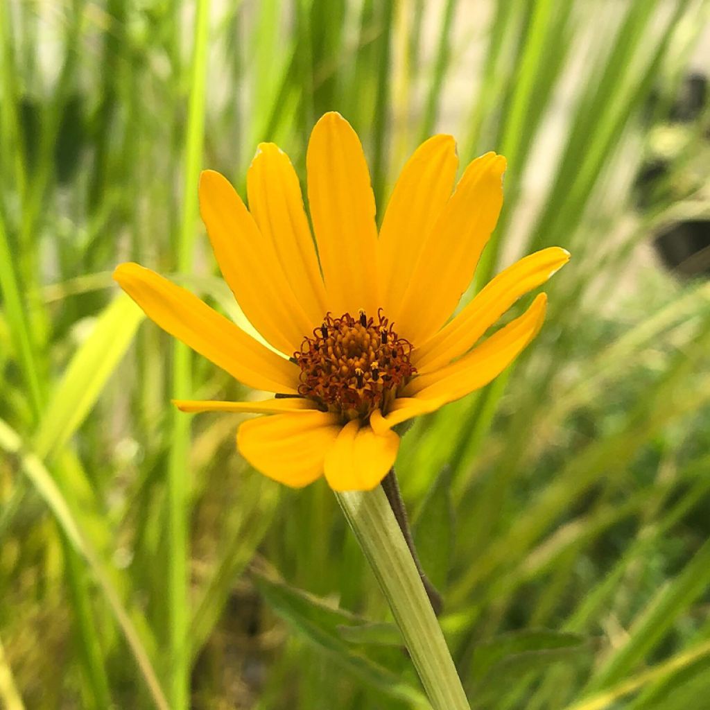 Heliopsis helianthoides var. scabra Summer Nights