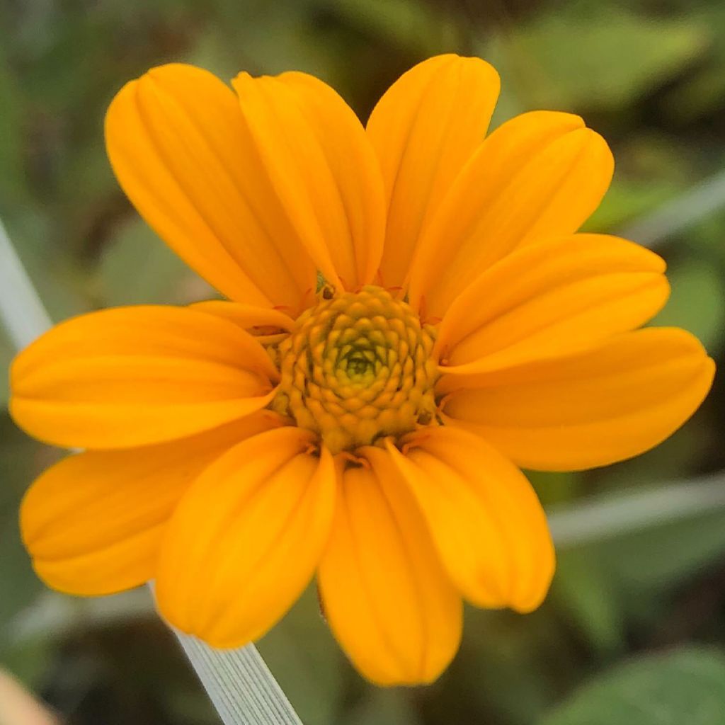 Heliopsis helianthoides var. scabra Summer Nights