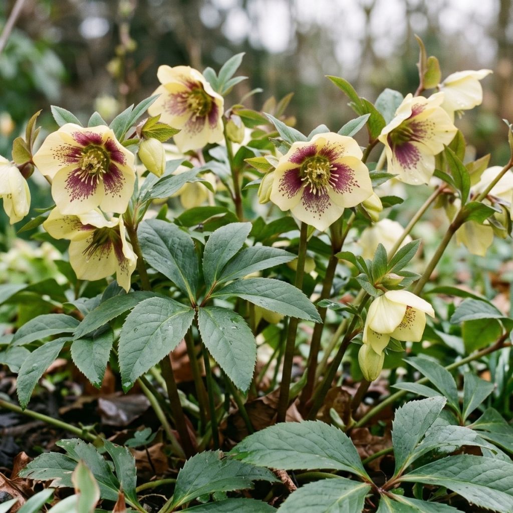 Helleborus hybridus ViV Serafina