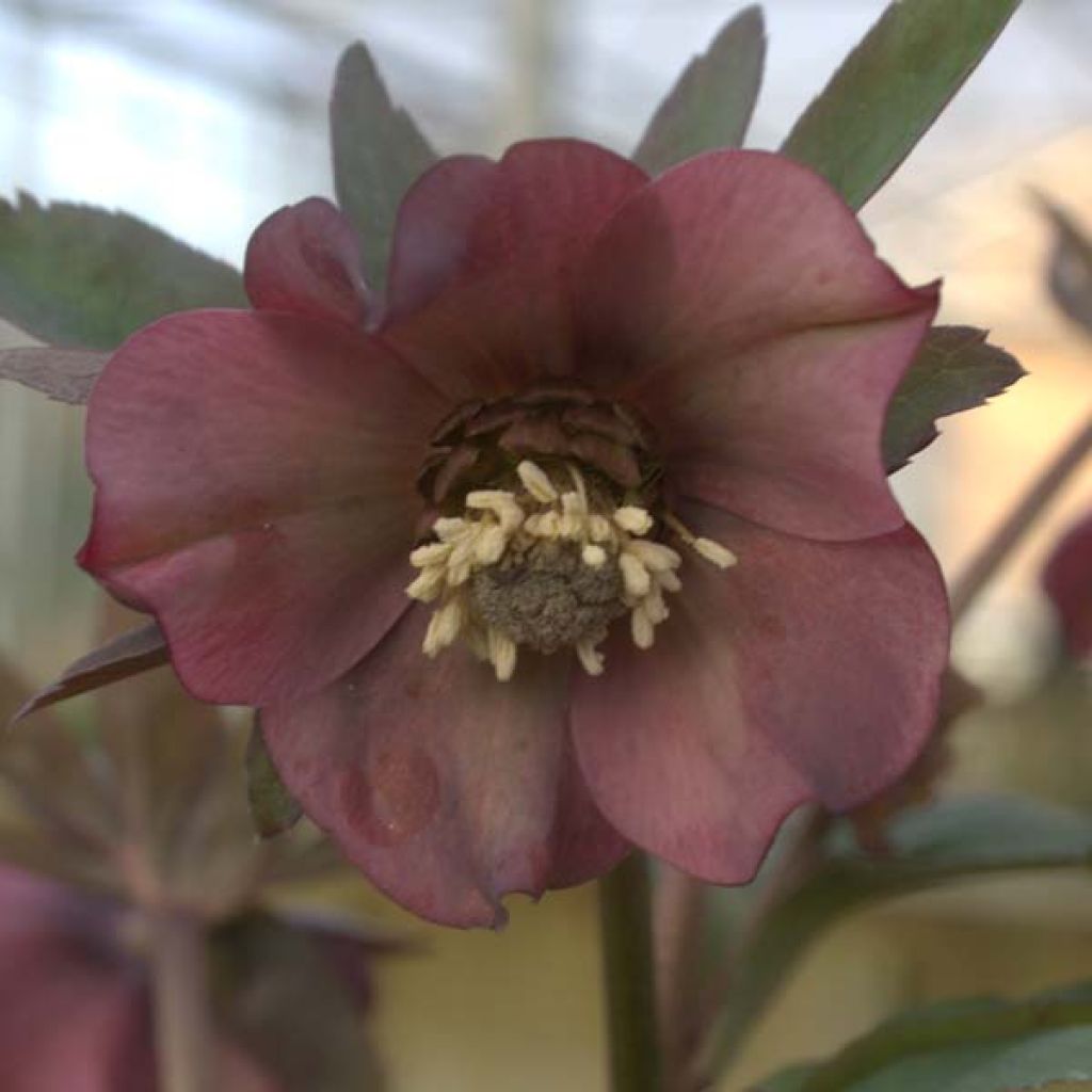 Helleborus orientalis subsp. abchasicus