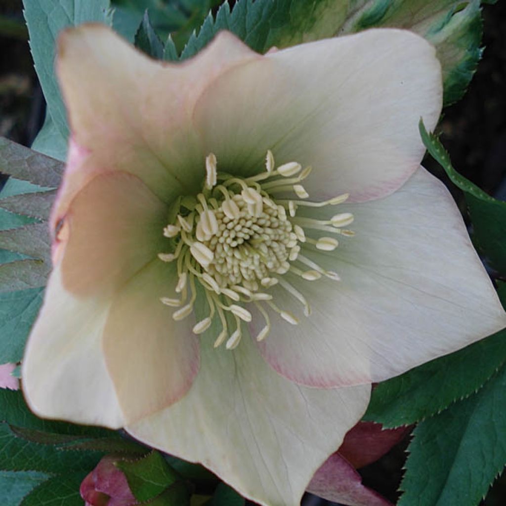 Helleborus hybridus Apricot