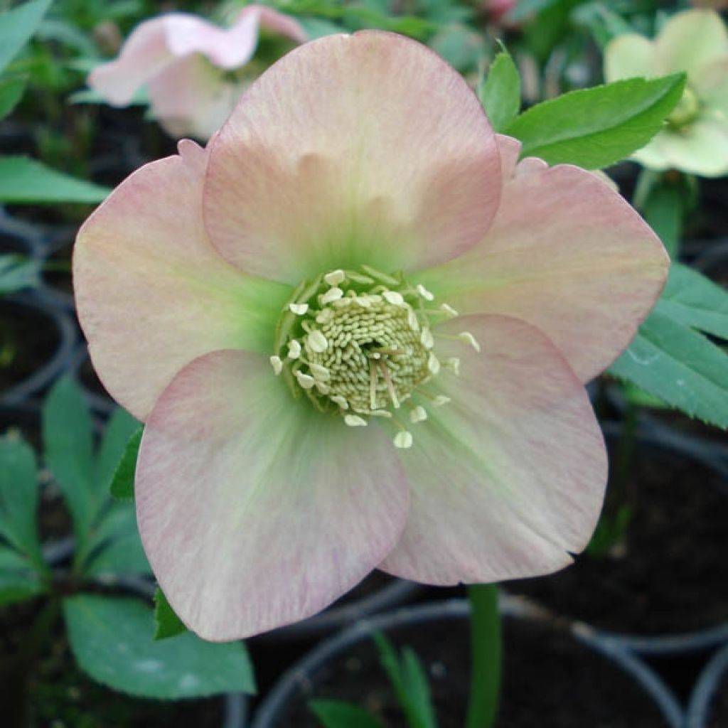 Helleborus hybridus Apricot