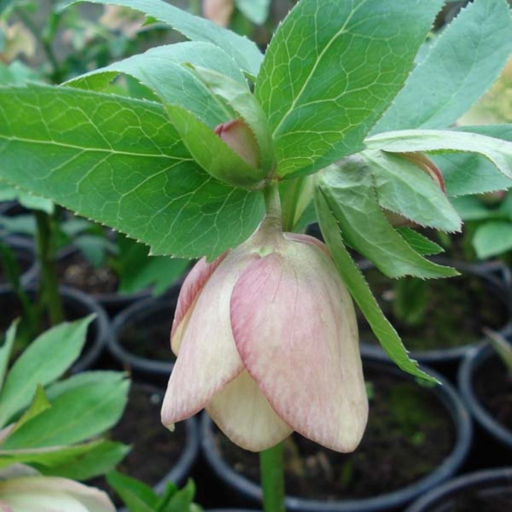 Helleborus hybridus Apricot