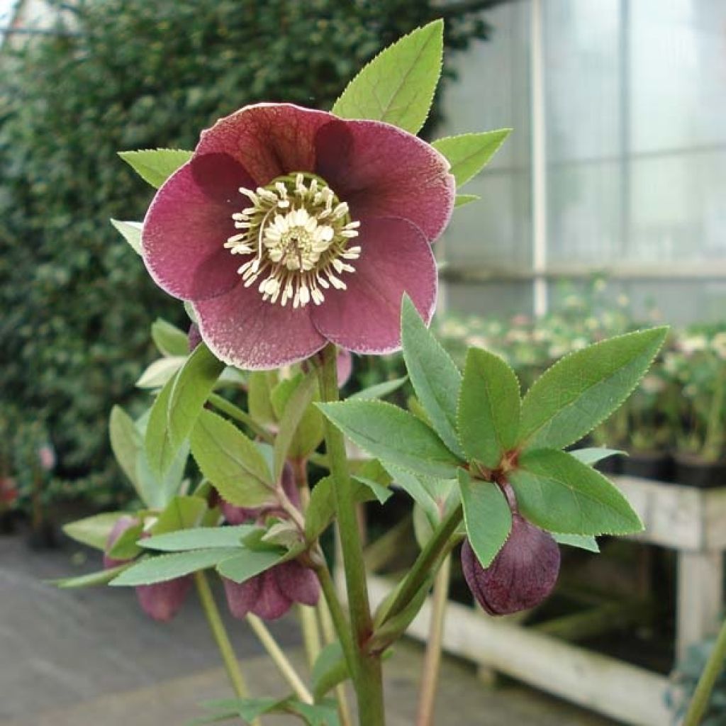 Helleborus Aubergine