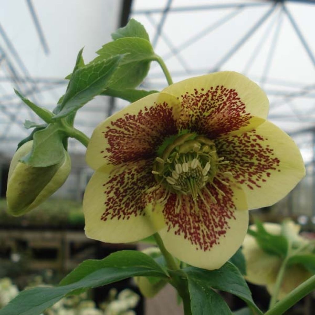 Helleborus hybridus Yellow Spotted
