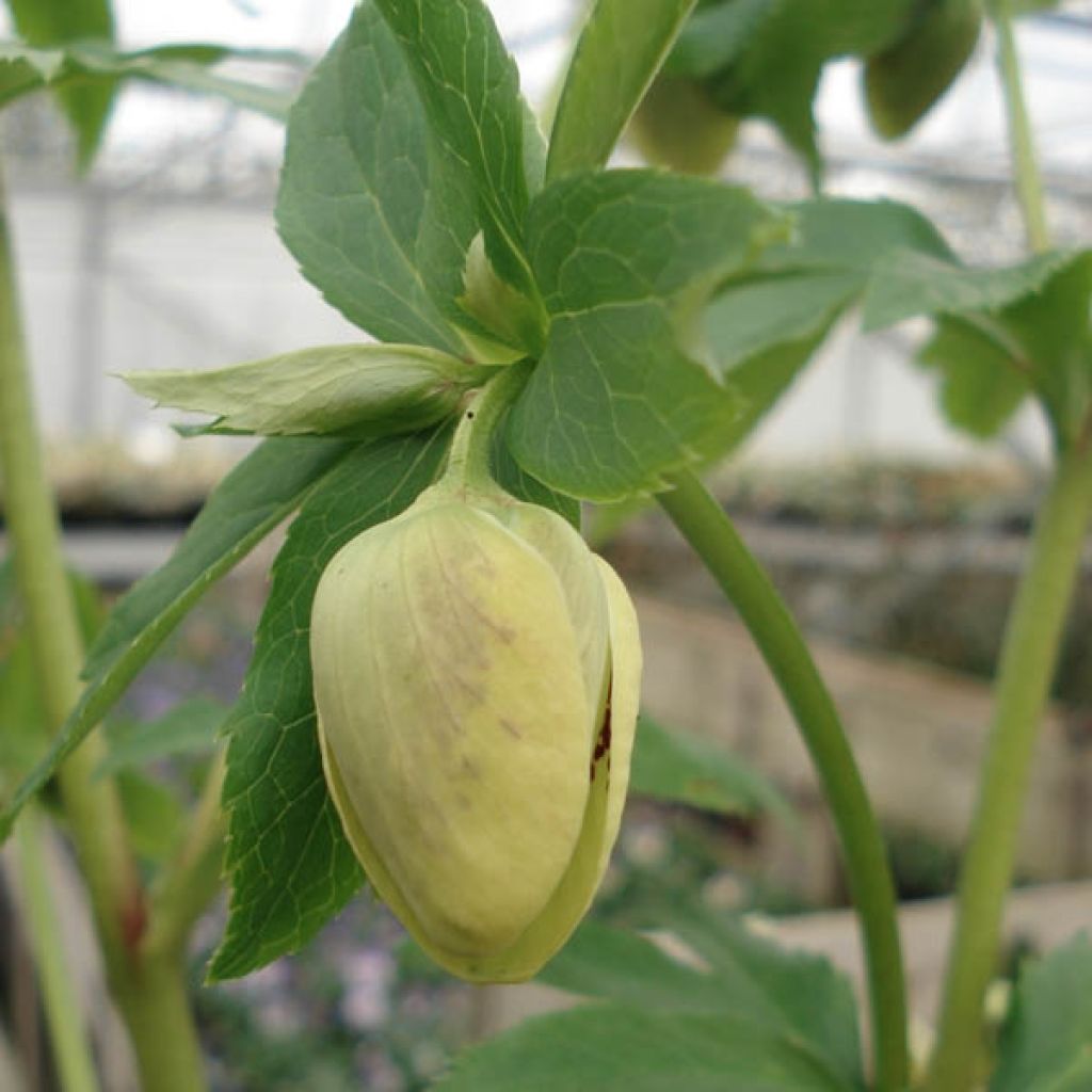 Helleborus hybridus Yellow Spotted