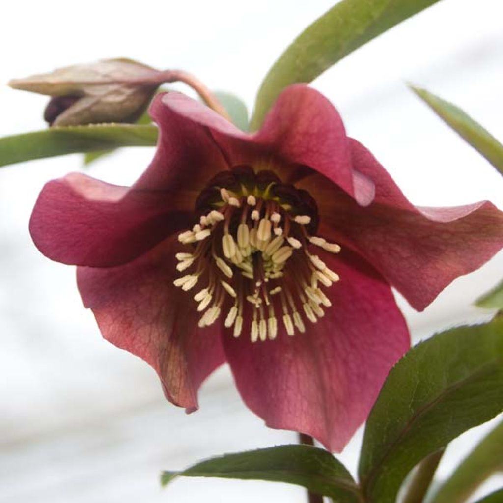 Helleborus hybridus Red