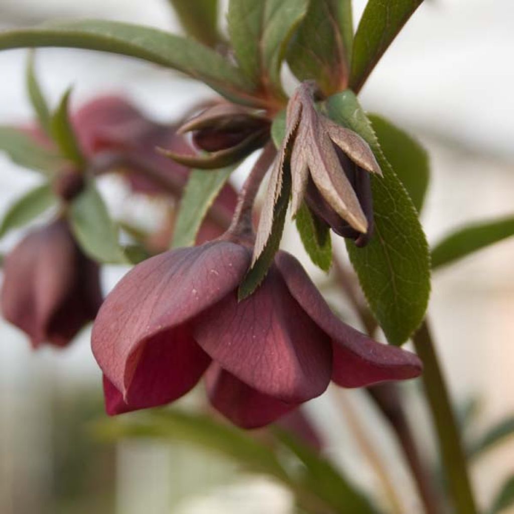 Helleborus hybridus Red
