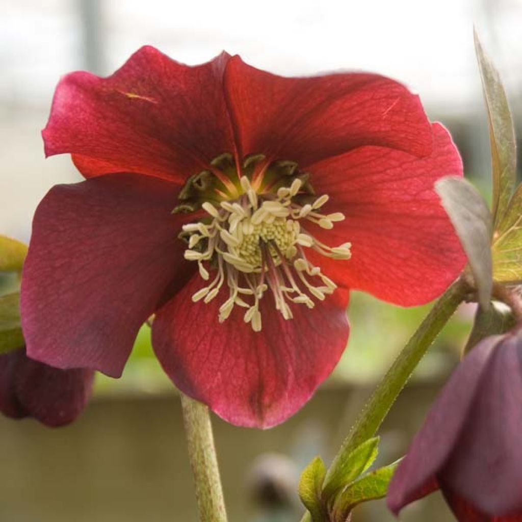 Helleborus hybridus Red