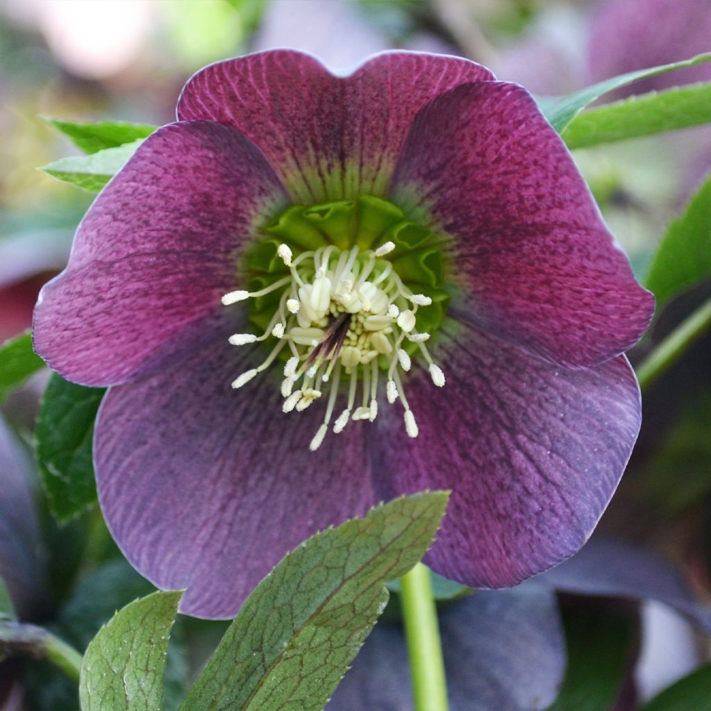 Helleborus hybridus ViV Batista