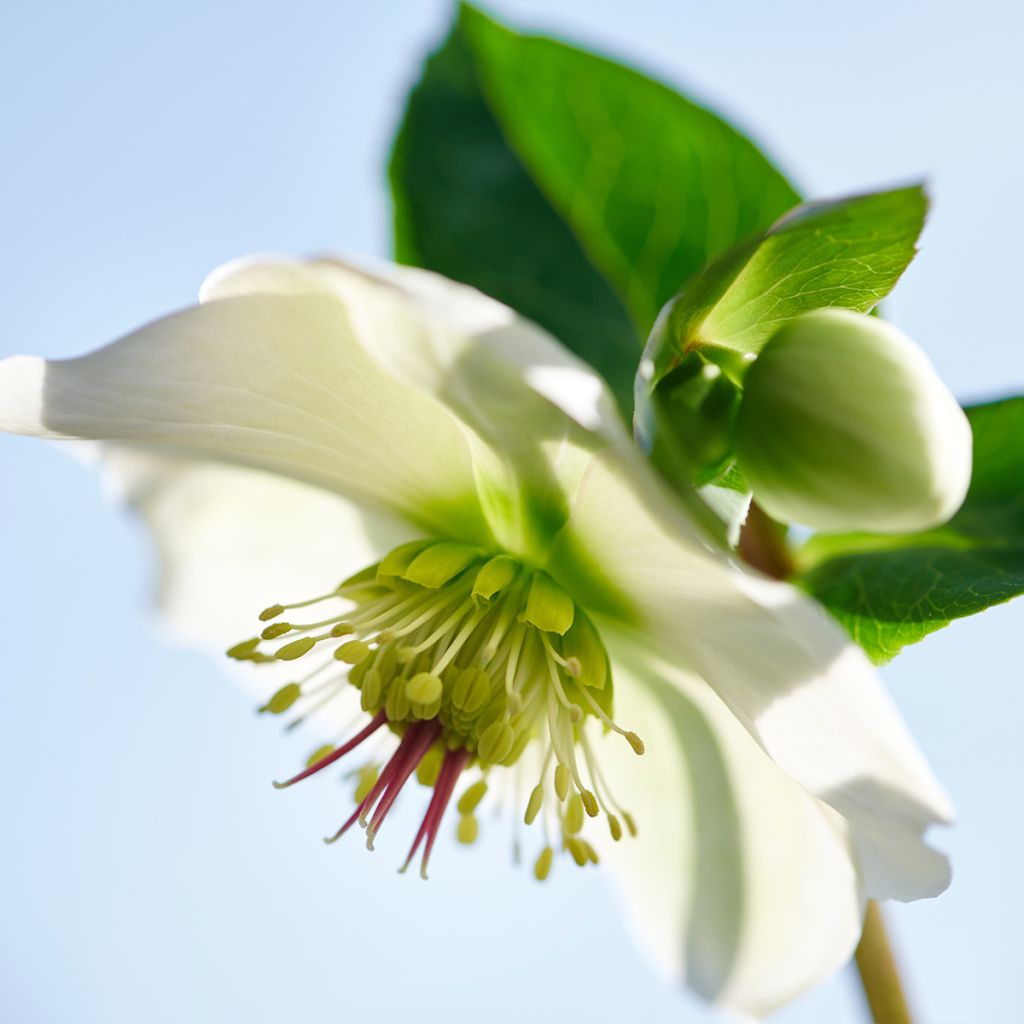 Helleborus ViV Bianca