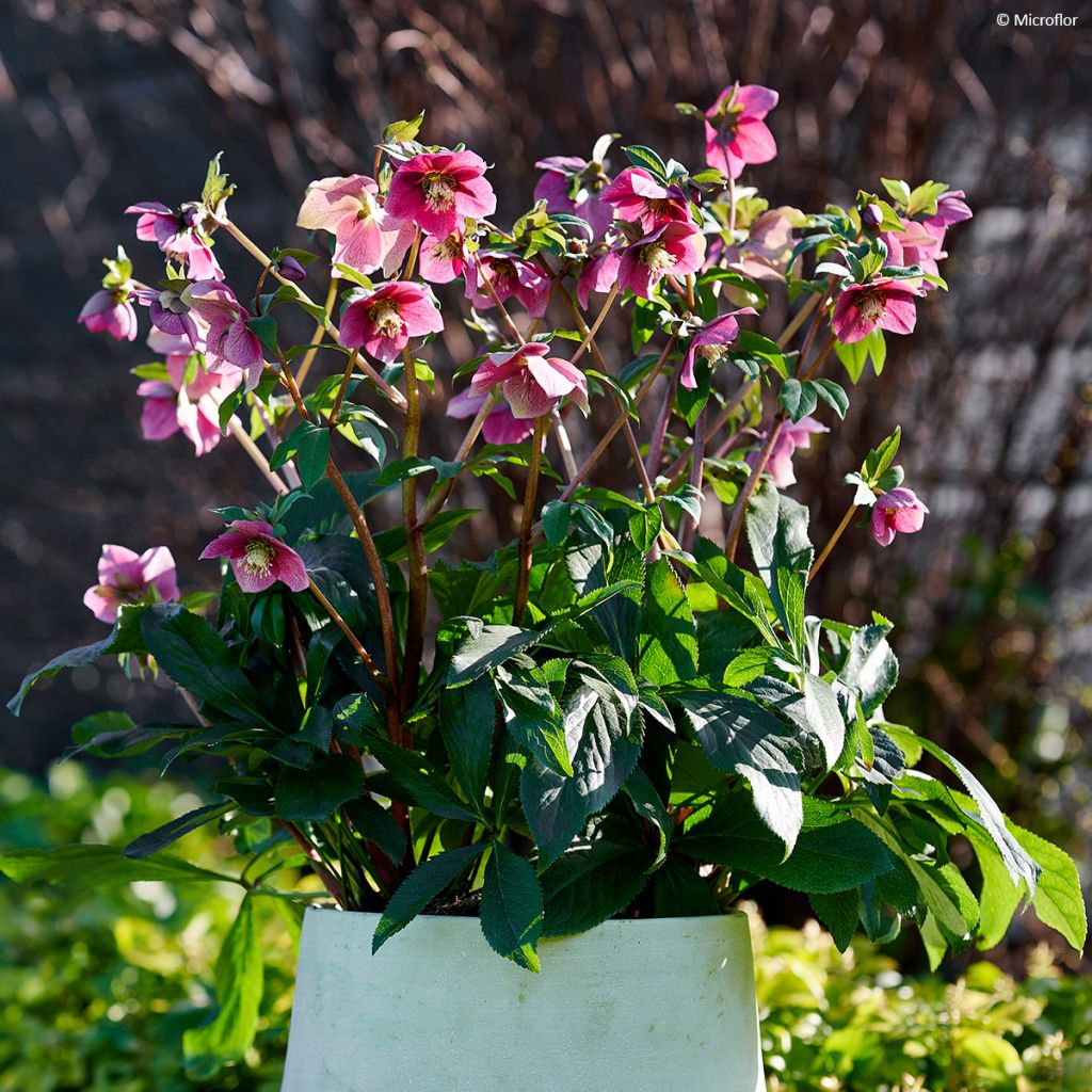Helleborus hybridus ViV Fiorentina