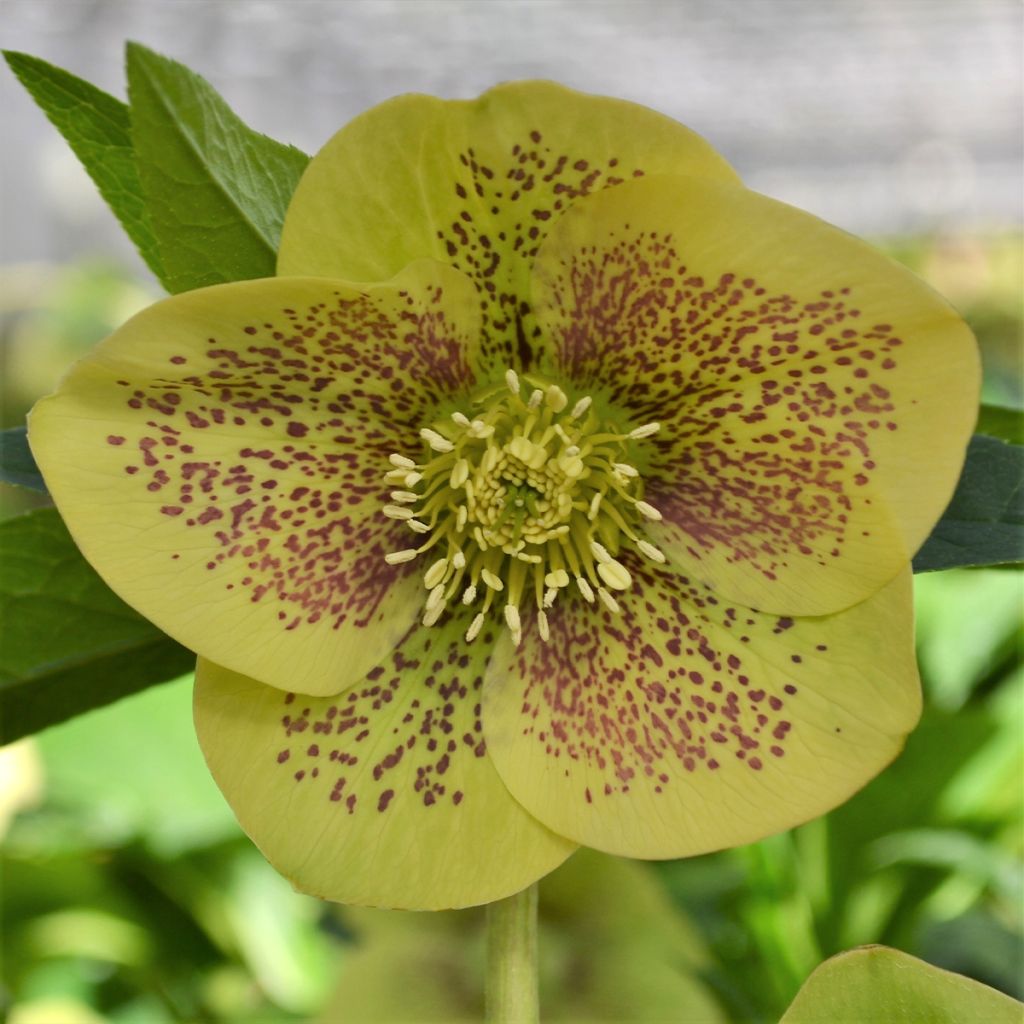 Helleborus hybridus ViV Serafina