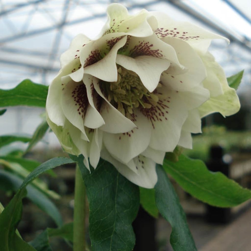 Helleborus hybridus Anemone White Spotted