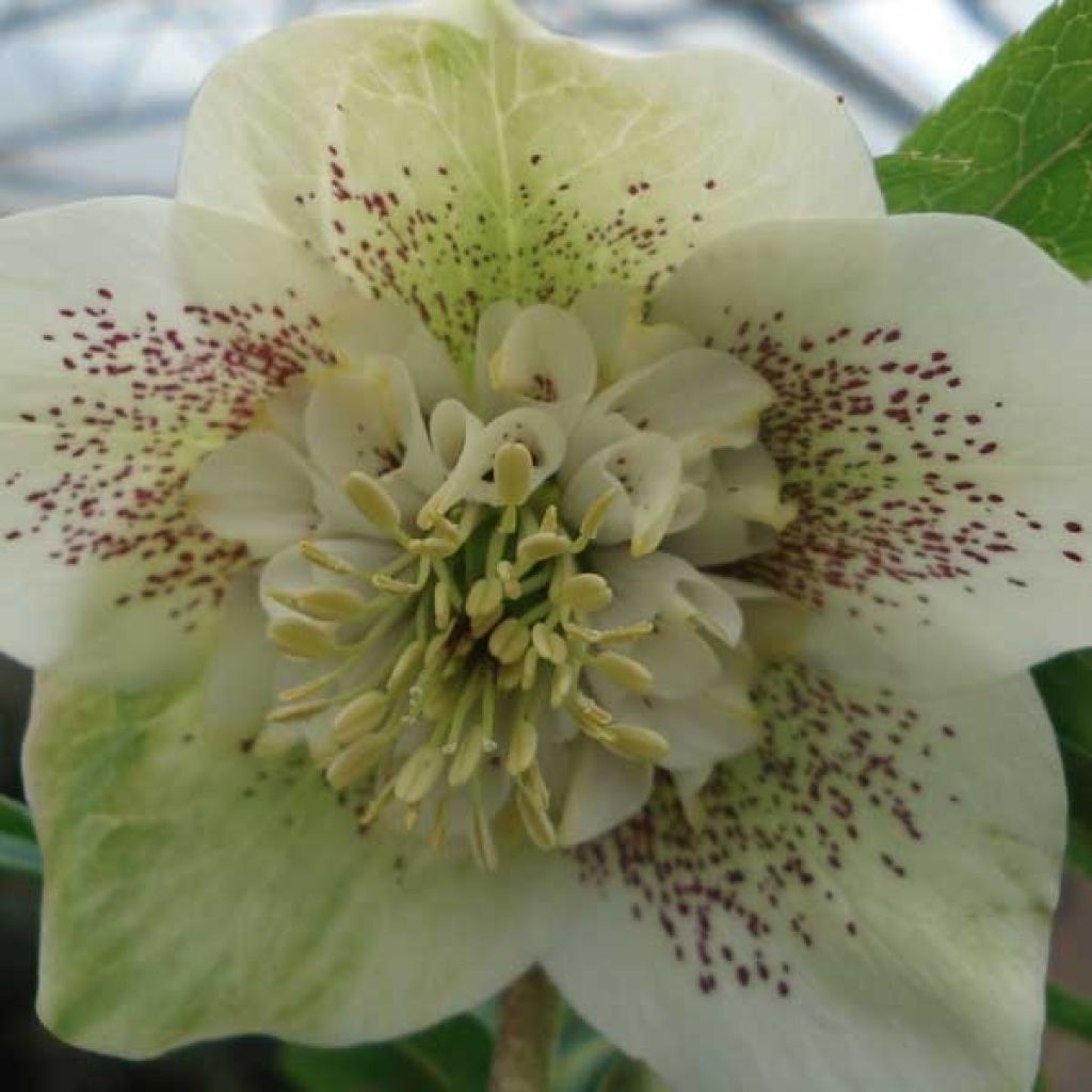 Helleborus hybridus Anemone White Spotted