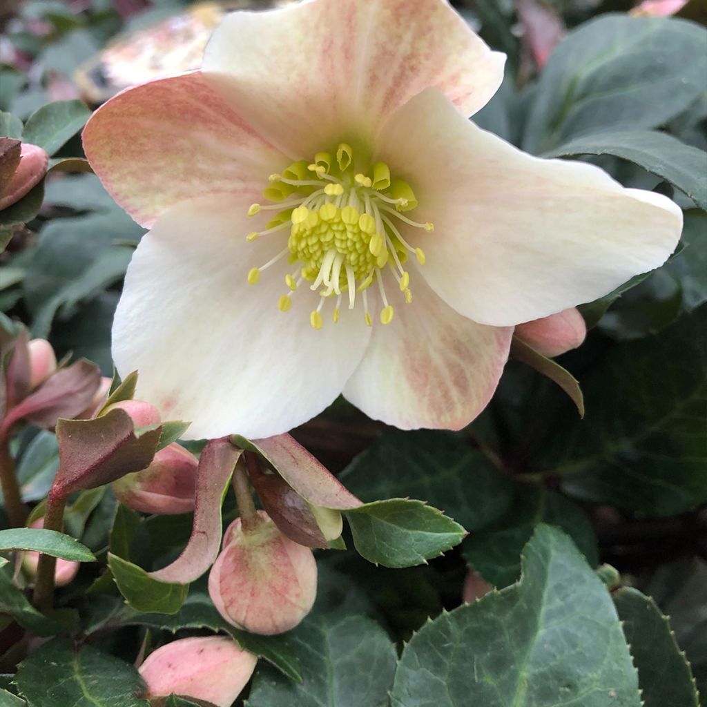 Helleborus ballardiae MAESTRO - Hellebore